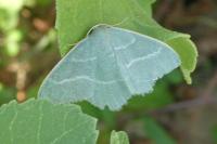 Chlorissa viridata