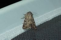 Luperina testacea