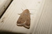 Caradrina clavipalpis