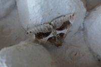 Dysgonia algira