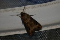 Agrotis ipsilon