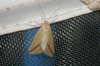Rhodometra sacraria
