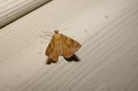 Camptogramma bilineata
