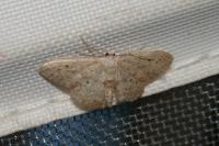 Idaea seriata