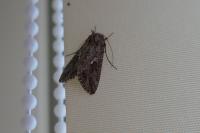 Trichoplusia ni