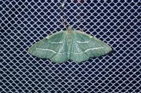 Hylaea fasciaria