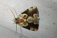 Thyatira batis