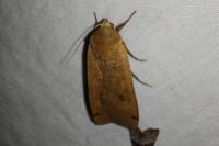 Noctua pronuba