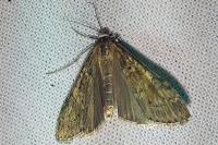 Nomophila noctuella