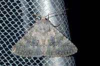 Polymixis dubia