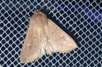 Mythimna ferrago