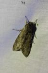 Agrius convolvuli