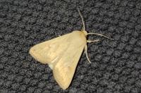 Mythimna vitellina