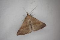 Hypena proboscidalis