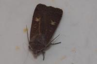 Xestia xanthographa