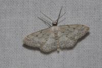 Idaea seriata