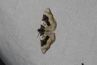 Cosmorhoe ocellata