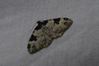 Xanthorhoe fluctuata