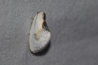 Cilix glaucata