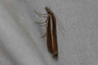 Agriphila tristella