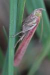 Oncocera semirubella