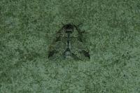 Furcula bifida