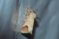 Clostera curtula