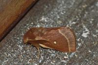Lasiocampa trifolii trifolii
