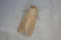 Mythimna pallens