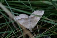 Scotopteryx chenopodiata