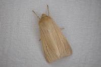 Mythimna pallens