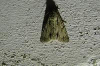 Acronicta psi/tridens