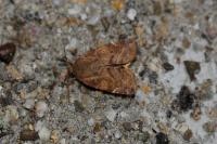 Cosmia affinis