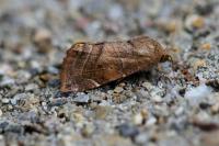 Cosmia affinis