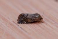 Cosmia affinis