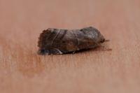 Cosmia affinis