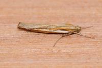 Agriphila tristella