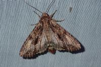 Apamea monoglypha monoglypha