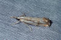 Catoptria falsella