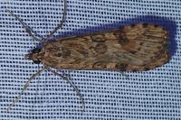 Nomophila noctuella