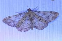 Peribatodes secundaria secundaria