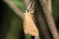 Udea ferrugalis