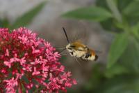 Hemaris tityus