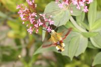 Hemaris fuciformis