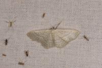 Idaea subsericeata