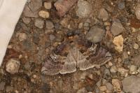 Tethea ocularis