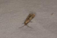 Homoeosoma sinuella