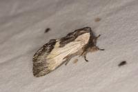 Harpyia milhauseri