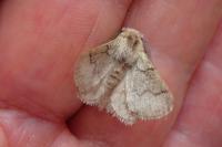 Trichiura crataegi