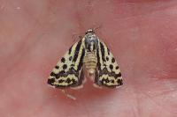 Emmelia trabealis